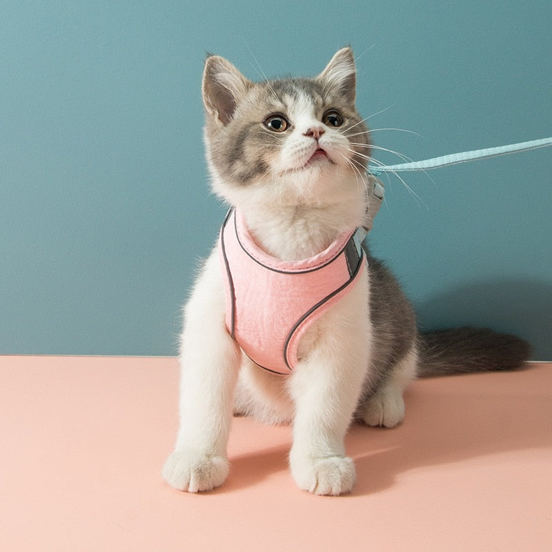 A cat with a pink product on it.