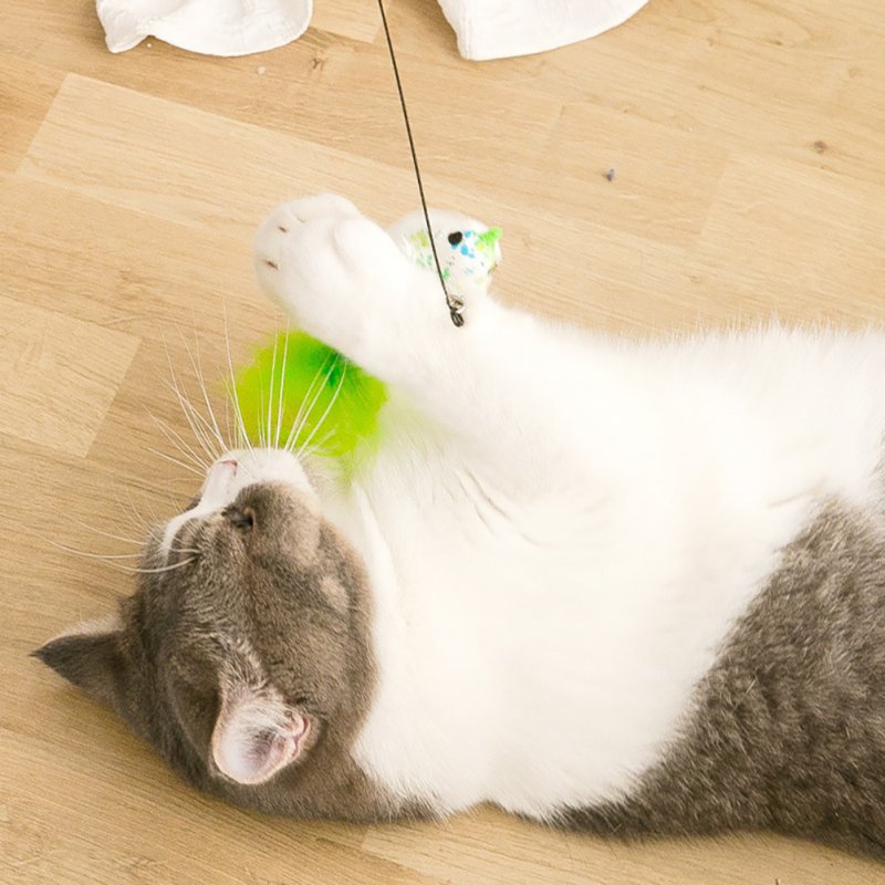 Product image, A cat, playing with the product.